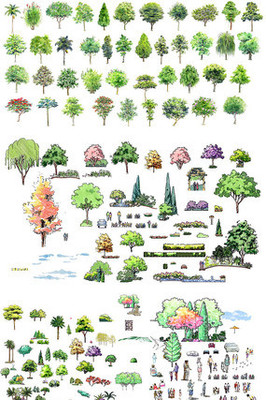 园林绿化树木立面彩图